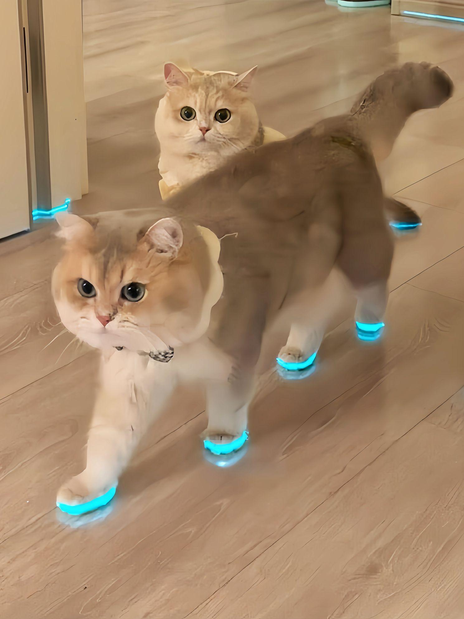 고양이 발광 반사 신발 강아지 장난감 반사띠 실내외 펫