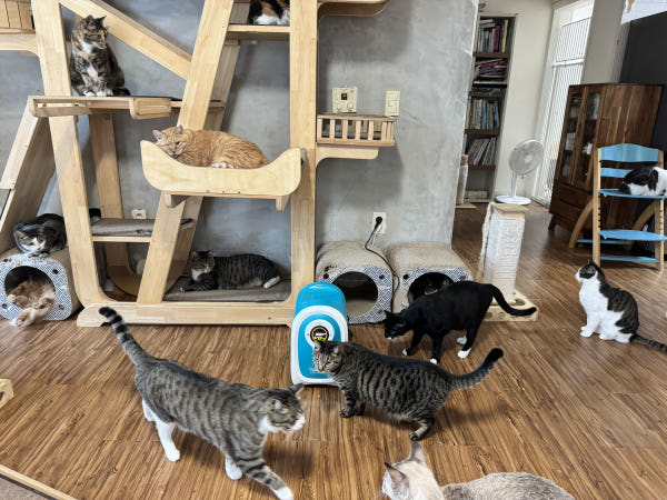 국산 의료용 고양이 산소방 무약정