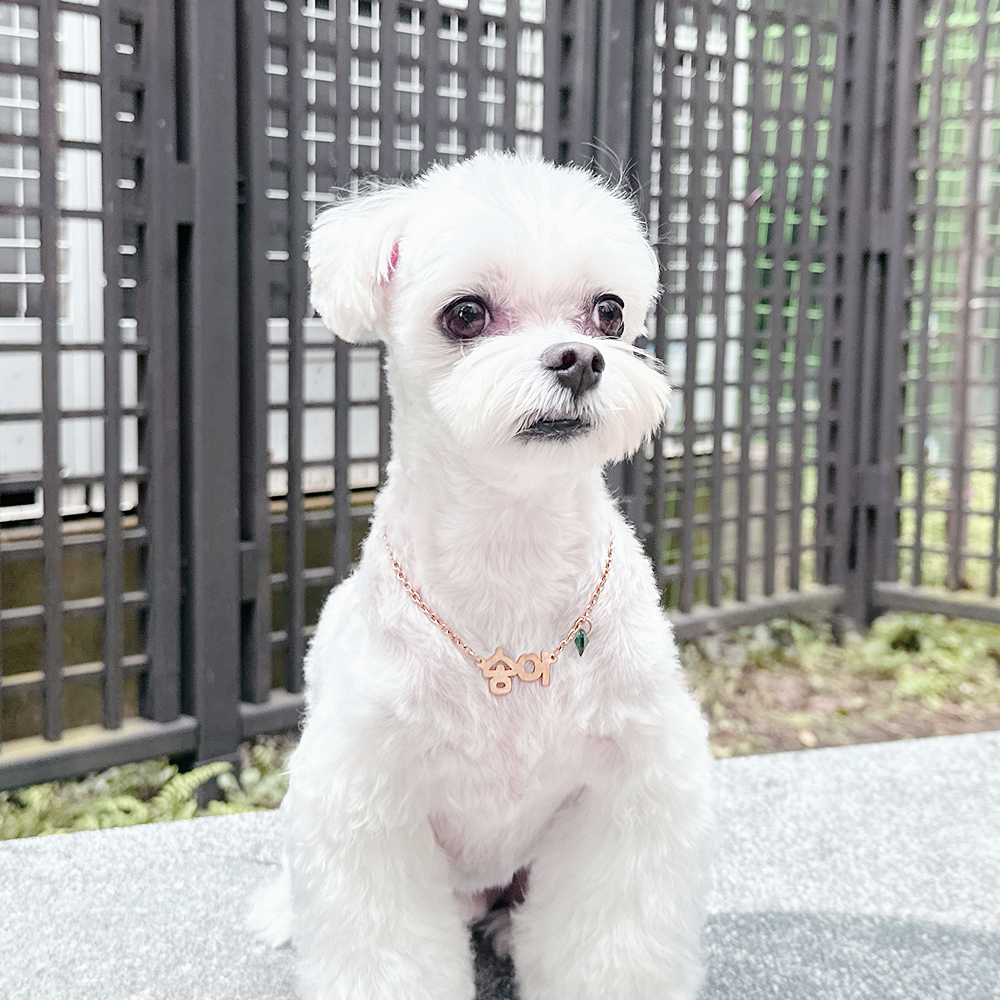 강아지 인식표 목걸이 반려견 네임택 가벼운 명찰 펜던트 이미지 2