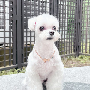 강아지 인식표 목걸이 반려견 네임택 가벼운 명찰 펜던트 솔직 후기 | 실제 사용자 리뷰 총정리 - 상품 이미지 2