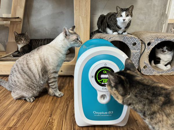 국산 의료용 고양이 산소방 무약정