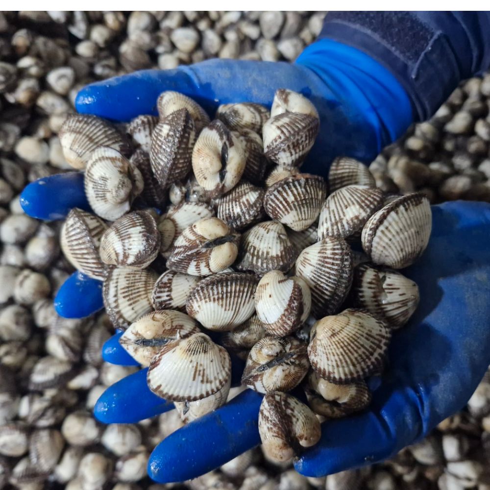 다이쏘 꼬막 벌교 새꼬막 1kg 대짜 (60-70미 내외) - 상세 이미지 3