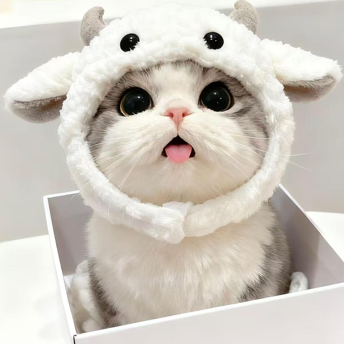 강아지 고양이 상어모자 양모자 애완동물 헤드커버 겨울용 귀여운 머리장식 리틀램 헤드 커버 S 2.5kg