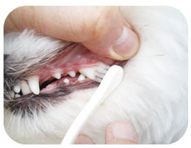 일본 마인드업 켄코케어 스몰헤드 강아지 칫솔(소형견, 중형견용) 한국대리점 신품