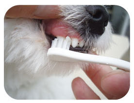 일본 마인드업 켄코케어 스몰헤드 강아지 칫솔(소형견, 중형견용) 한국대리점 신품