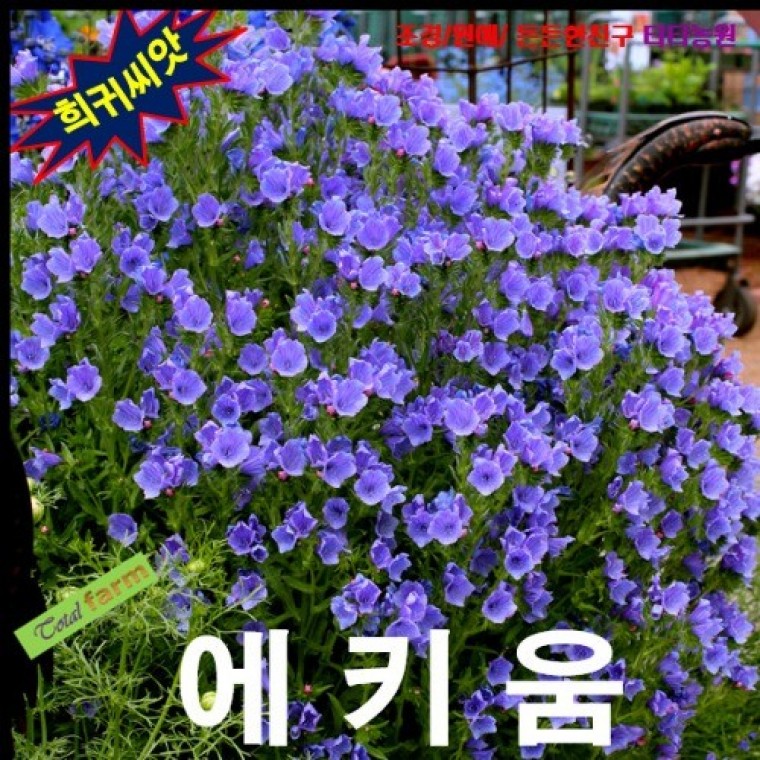 에키움 불가레 블루 10립 - 상품 이미지