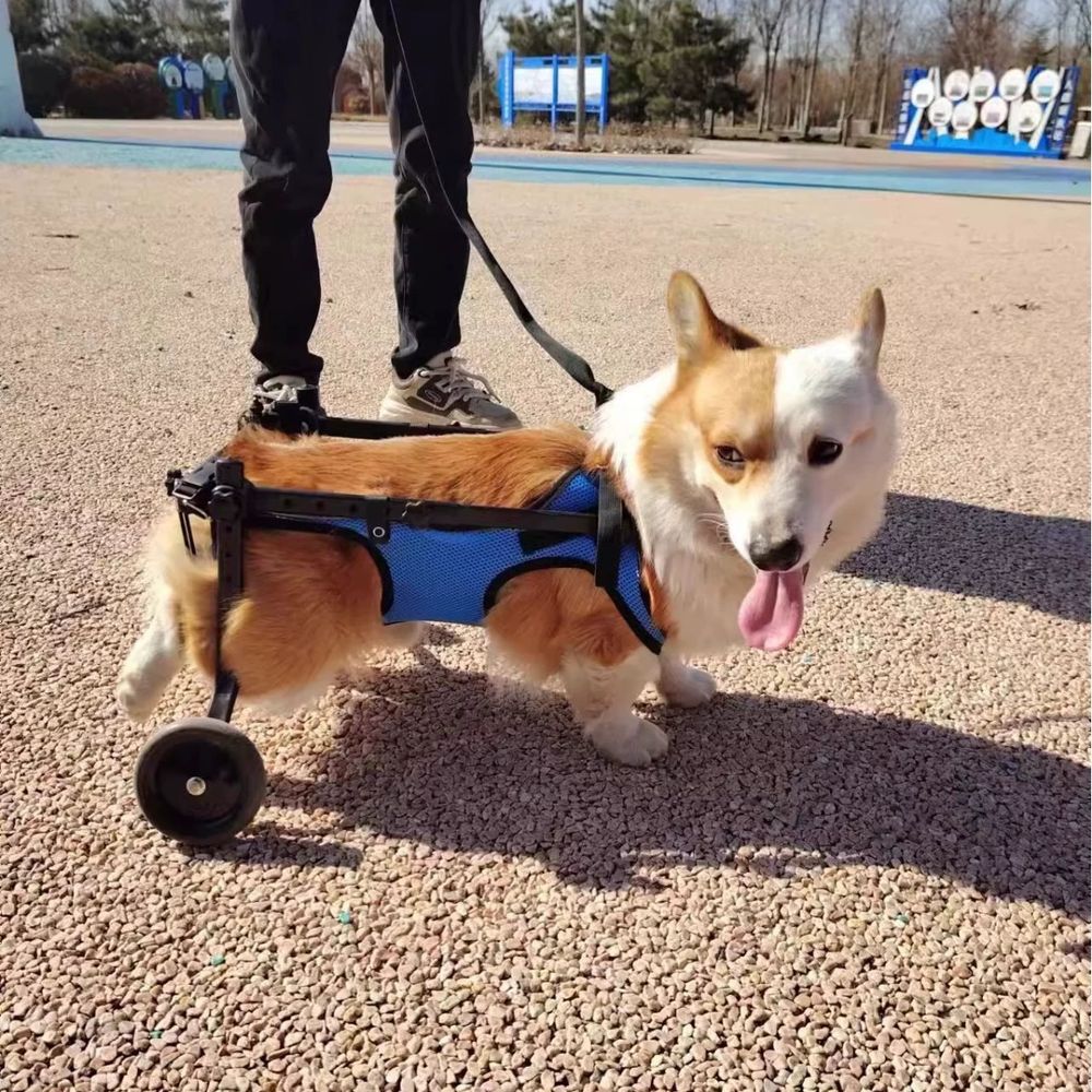 애완견보행기 반려견보조기 강아지휠체어 소형견 재활훈련 뒷다리 - 상품 이미지