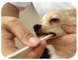 일본 마인드업 켄코케어 마이크로헤드 강아지 칫솔(초소형견용) 한국대리점 신품