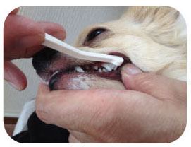 일본 마인드업 켄코케어 마이크로헤드 강아지 칫솔(초소형견용) 한국대리점 신품