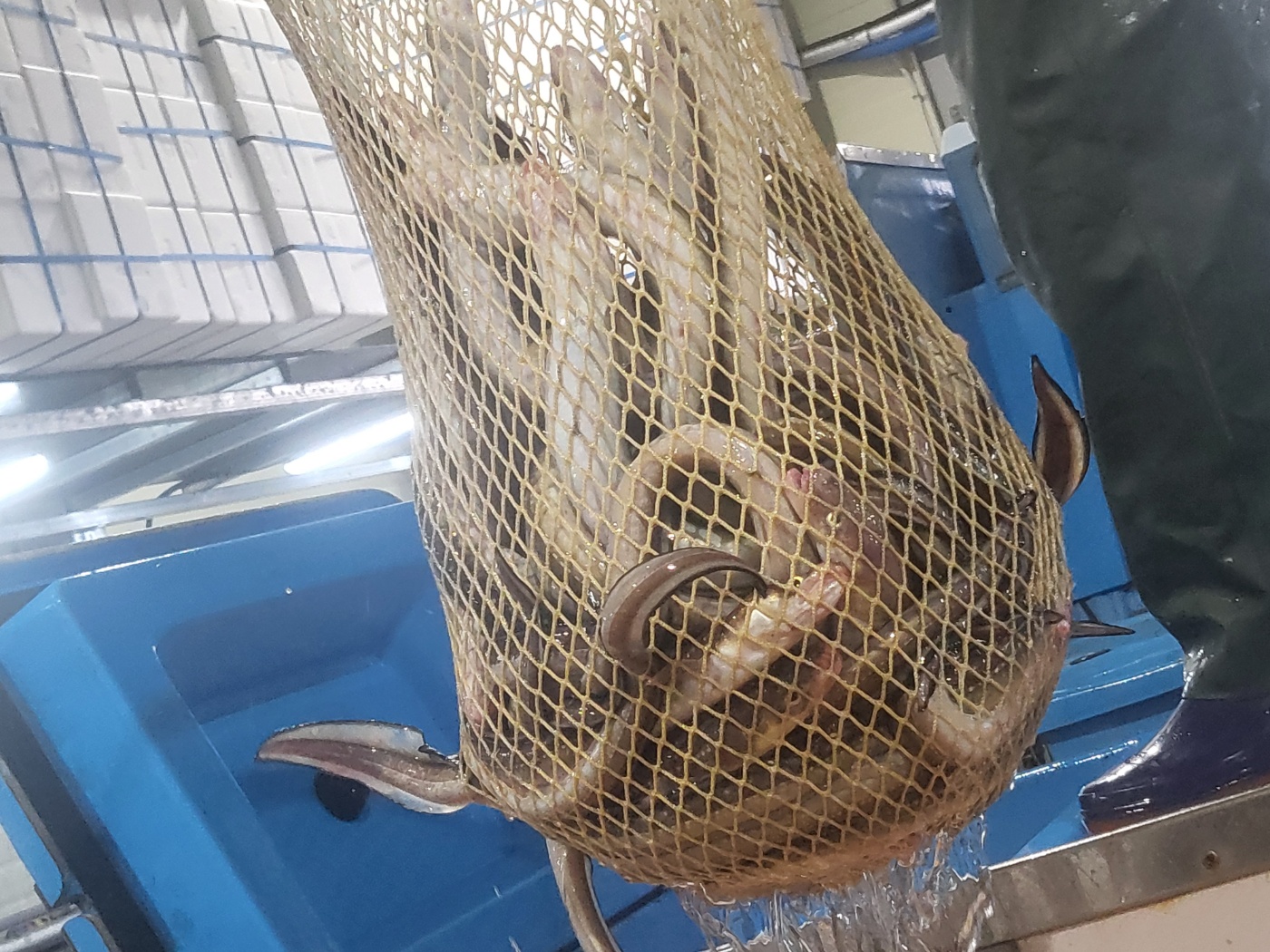 고소한 통영 자연산 바다장어(아나고) 회 세꼬시 400g(2-3인) 초고추장1 - 상세 이미지 3