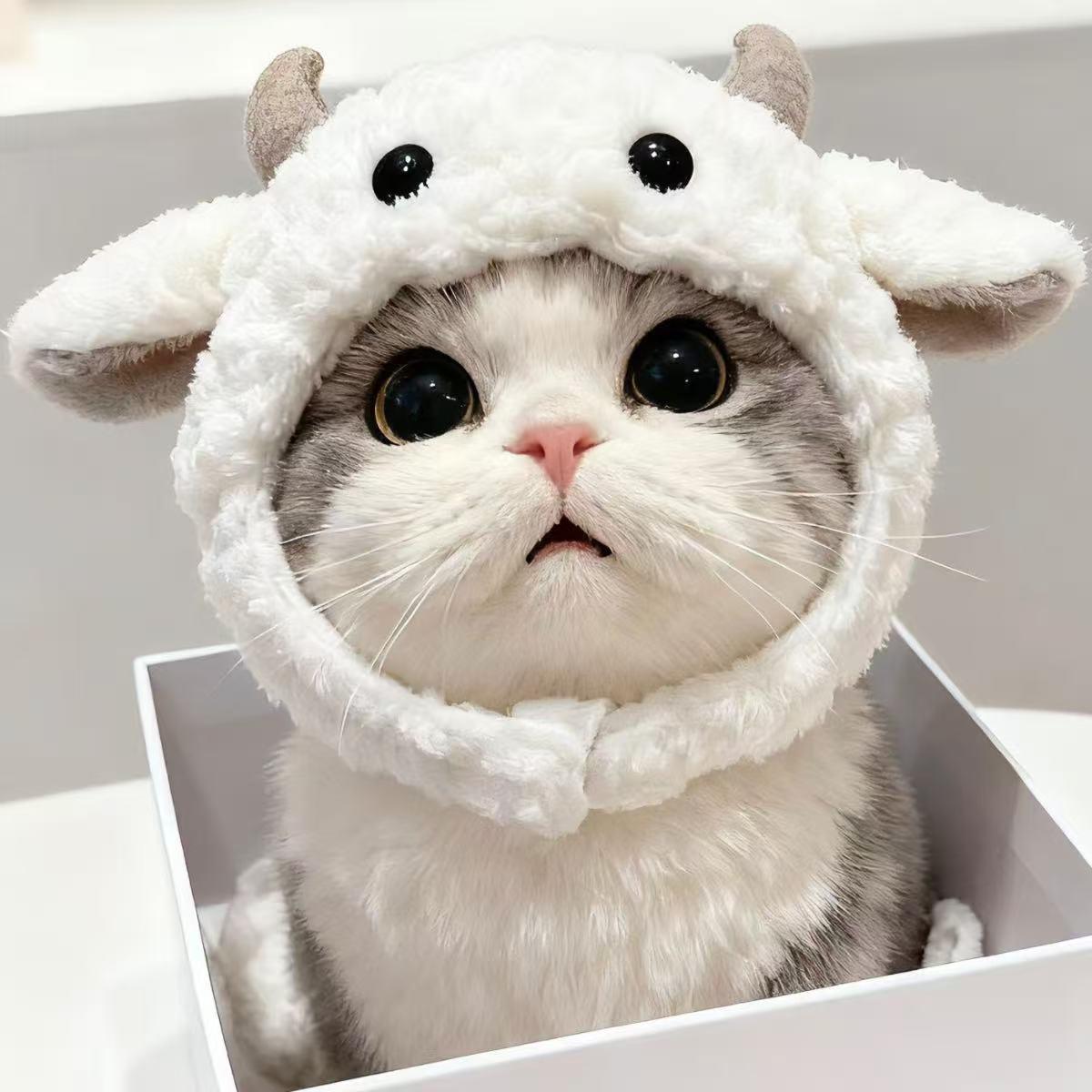 강아지 고양이 상어모자 양모자 애완동물 헤드커버 겨울용 귀여운 머리장식 리틀램 헤드 커버 S 2.5kg