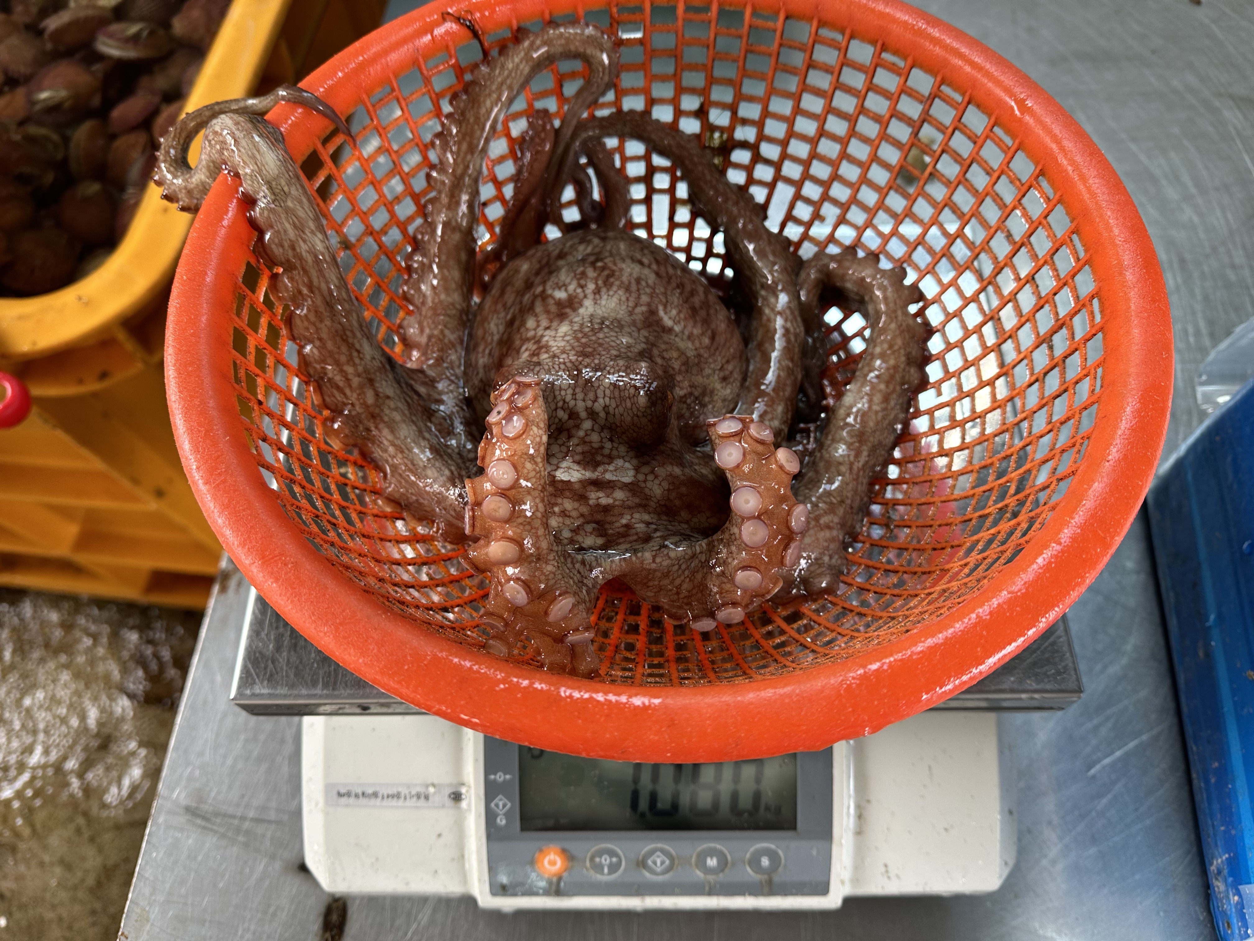 제철 자연산 남해 생물 돌문어 활문어 제수용 1kg 2kg 대왕문어 숙회 - 상세 이미지 5