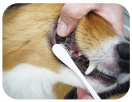 일본 마인드업 켄코케어 라지헤드 강아지 칫솔 (중형견, 대형견용) 한국대리점 신품