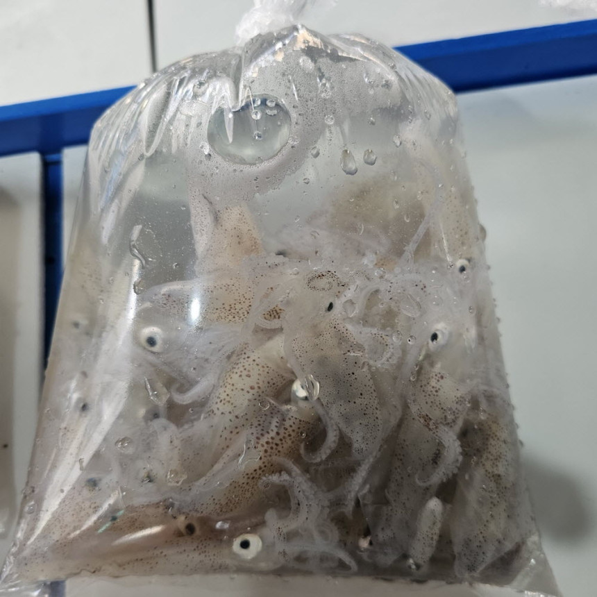 호래기 샤브샤브 호래기회 꼴두기 제철 급냉 호레기1kg 100미내외 이미지 7