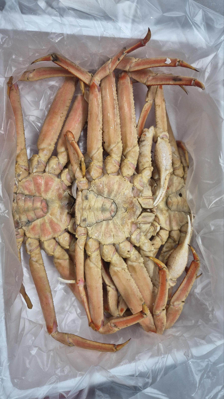 러시아 대게 자숙 특대 마가단대게 3kg2-3미 꽉찬 수율 이미지 6
