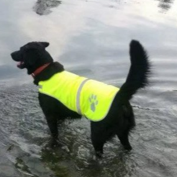 형광 강아지산책 조끼 야광 반려견 야간 조끼 반려동물