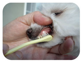 일본 마인드업 켄코케어 소프트스몰헤드 강아지 칫솔(잇몸이 약한 소형견용) 한국대리점 신품