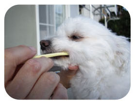 일본 마인드업 켄코케어 소프트스몰헤드 강아지 칫솔(잇몸이 약한 소형견용) 한국대리점 신품