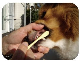 일본 마인드업 켄코케어 소프트 라지헤드 중,대형견 칫솔 (잇몸이 약한) 한국대리점 신품