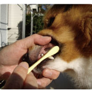 일본 마인드업 켄코케어 소프트 라지헤드 중,대형견 칫솔 (잇몸이 약한) ... 솔직 후기 | 실제 사용자 리뷰 총정리 - 상품 이미지 4