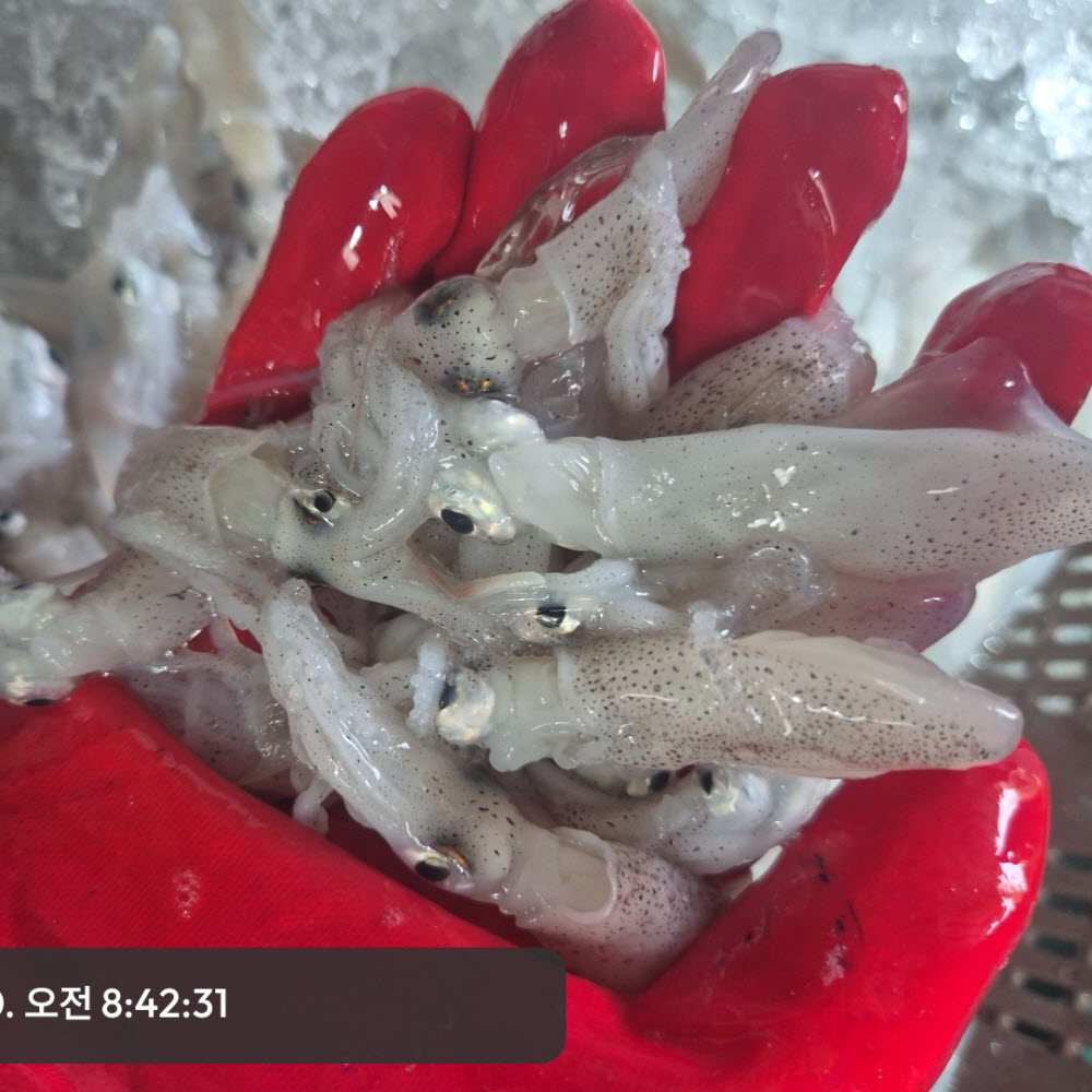 호래기 샤브샤브 호래기회 꼴두기 제철 급냉 호레기1kg 100미내외 - 상세 이미지 3