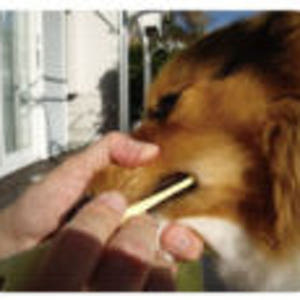 일본 마인드업 켄코케어 소프트 라지헤드 중,대형견 칫솔 (잇몸이 약한) ... 솔직 후기 | 실제 사용자 리뷰 총정리 - 상품 이미지 3