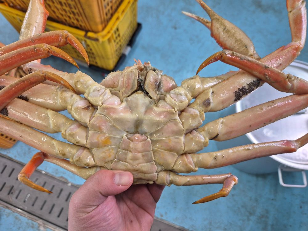 러시아 대게 자숙 특대 마가단대게 3kg2-3미 꽉찬 수율 - 상세 이미지 2