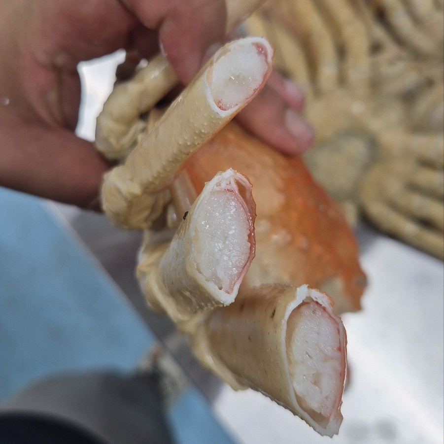 러시아 대게 자숙 특대 마가단대게 3kg2-3미 꽉찬 수율 - 상품 이미지