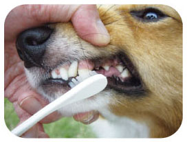 일본 마인드업 켄코케어 라지헤드 강아지 칫솔 (중형견, 대형견용) 한국대리점 신품