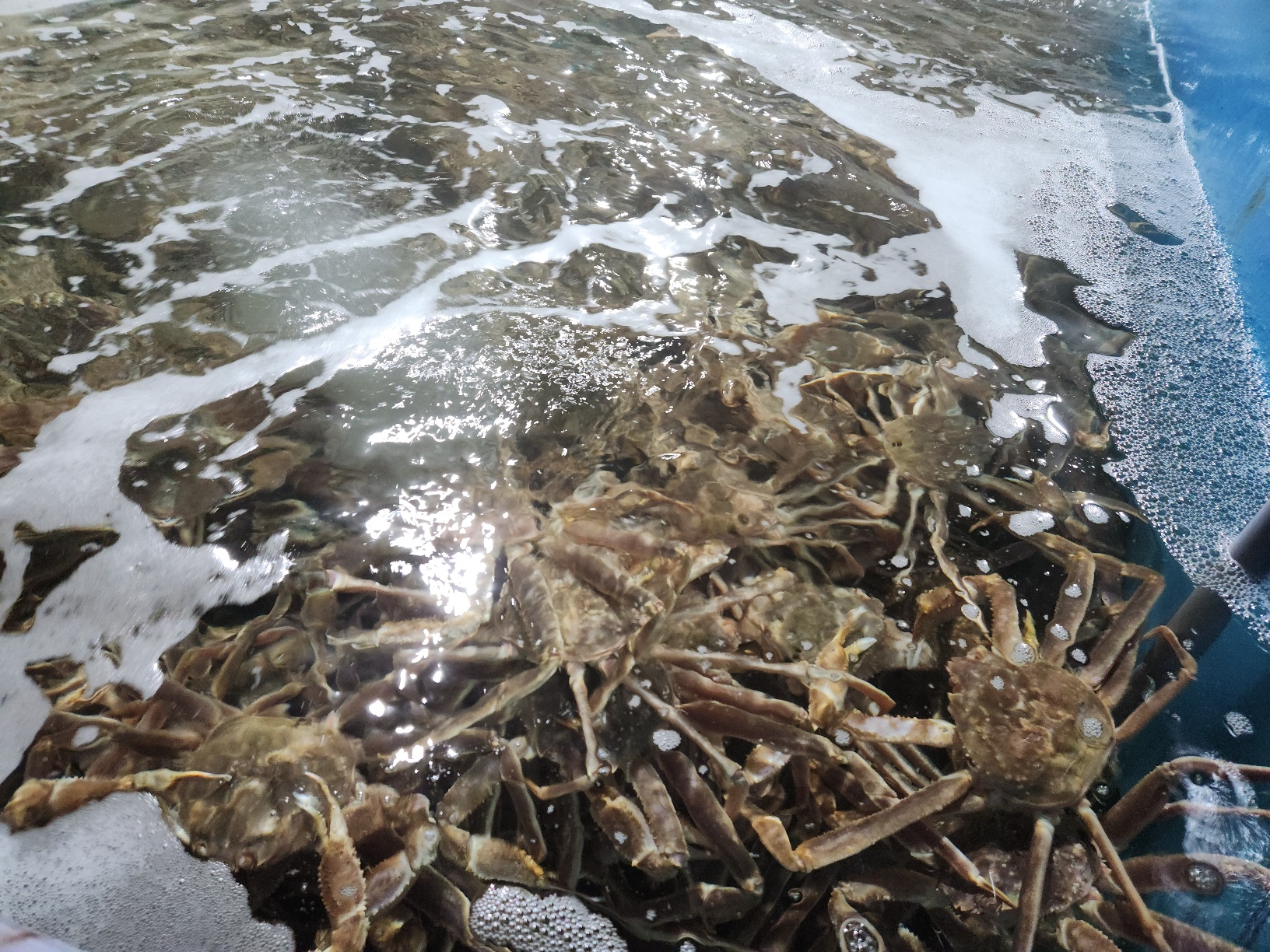 러시아 대게 자숙 특대 마가단대게 3kg2-3미 꽉찬 수율 - 상세 이미지 5