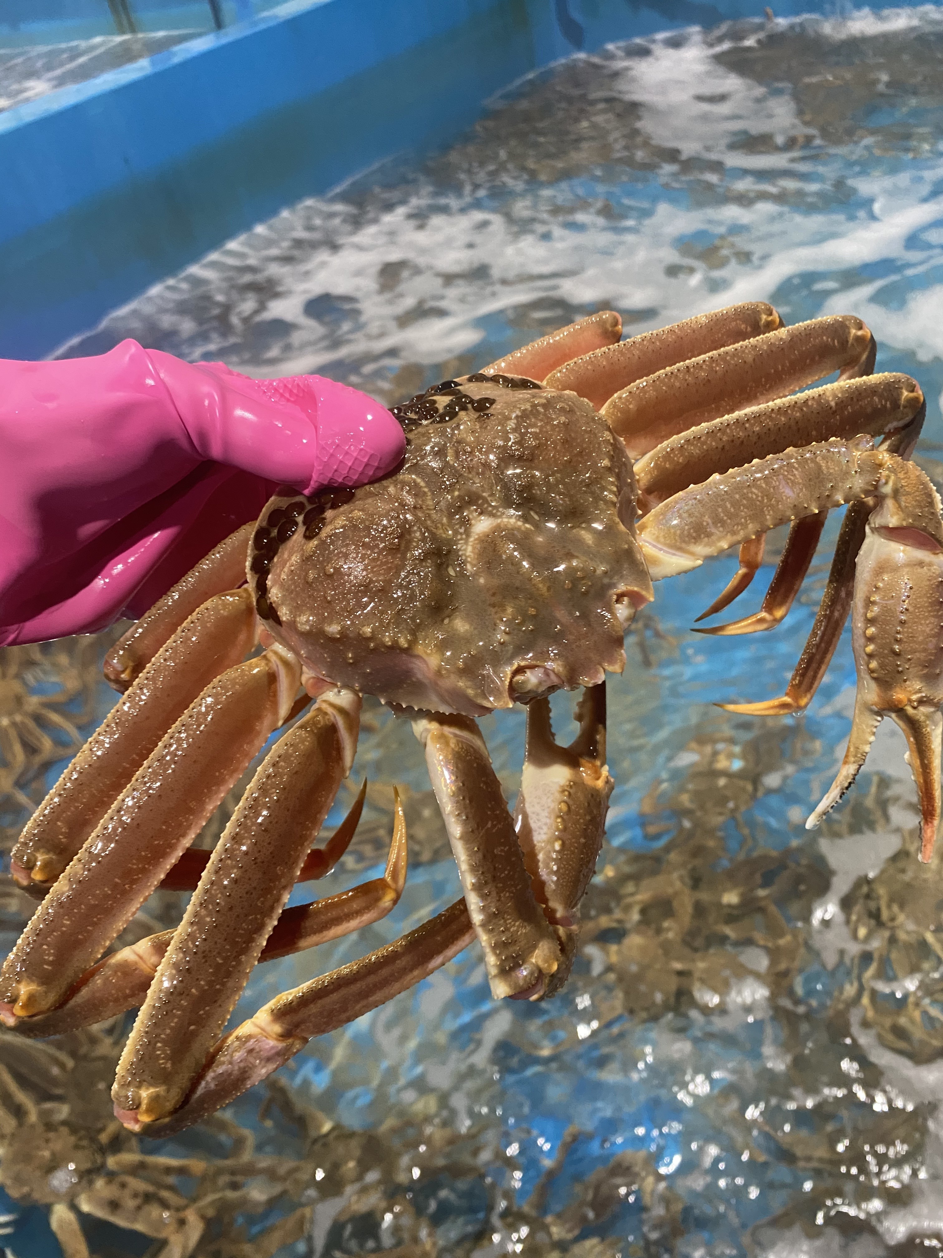 러시아 대게 자숙 특대 마가단대게 3kg2-3미 꽉찬 수율 - 상세 이미지 4