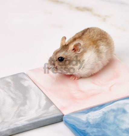 트렌디프레소협력사 다올 햄스터 도자기 쿨매트 여름침대 대리석매트 쿨방석 시원한방석