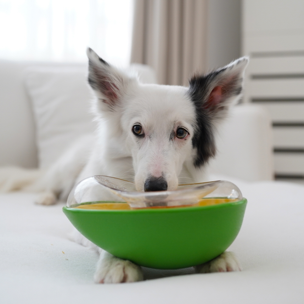 포우퀘스트 아보카도 흘림방지 노즈워크 강아지 간식 장난감