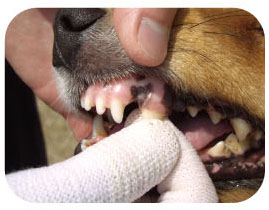 일본 마인드업 켄코케어 손가락 칫솔 (레귤러) 한국대리점 신품