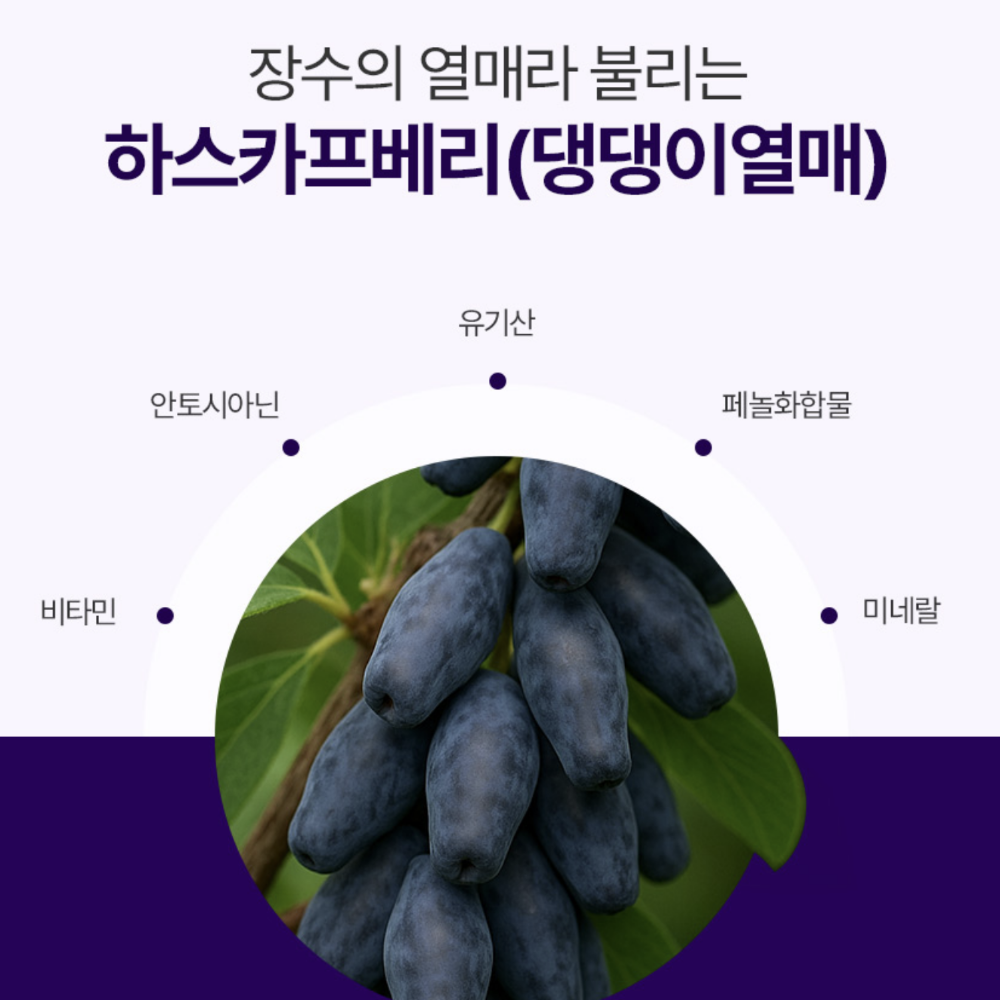 유기농 하스카프베리 분말 100% 동결건조 하스카프 베리 가루 27 효능 60G2통 - 상세 이미지 4