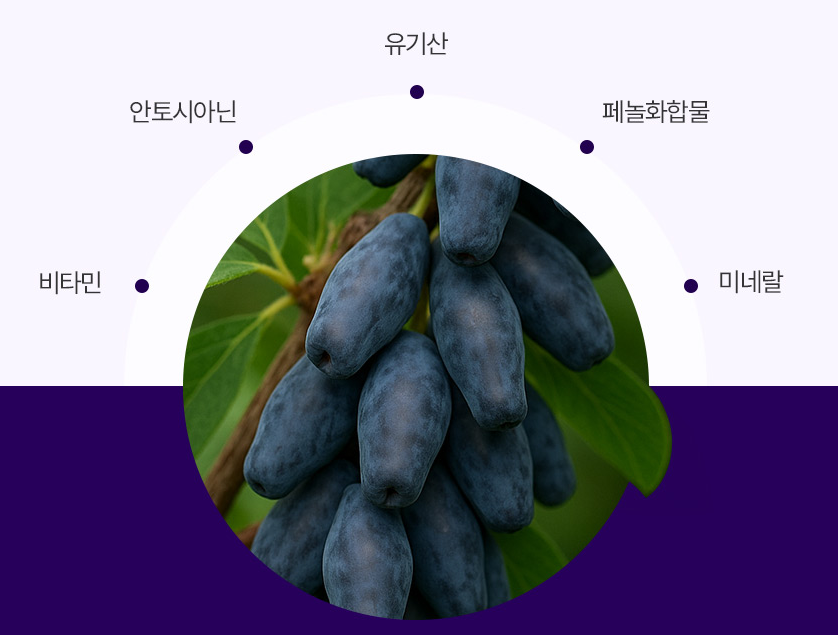 유기농 하스카스베리 하스카베리분말 하스카프 동결건조 밸런스 - 상세 이미지 4