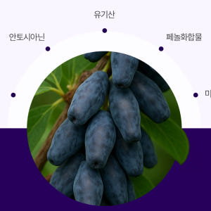 유기농 하스카프베리 분말 27 하스카베리 하스카프리베리 카스카프베리 맛있게 먹은 솔직 후기 - 상품 이미지 4