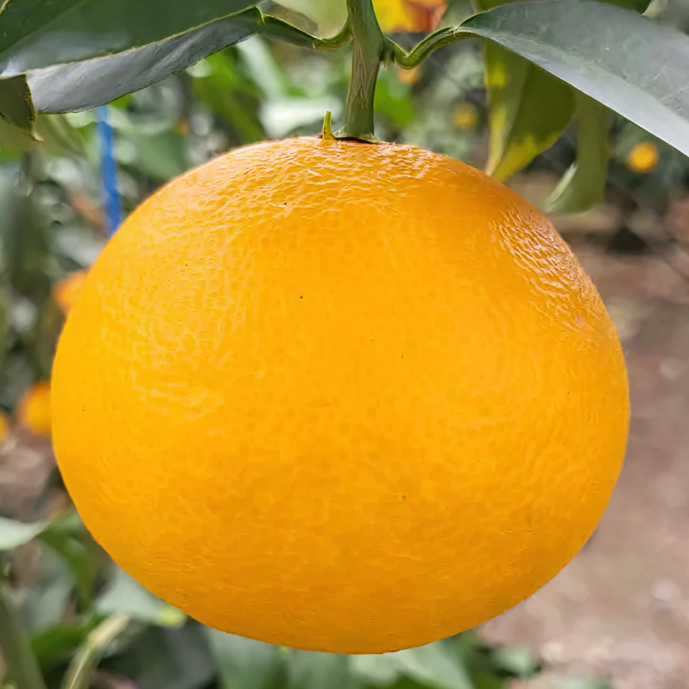 제주 고당도 감귤 노지 조생귤 제철 한박스 4.5kg - 상세 이미지 3