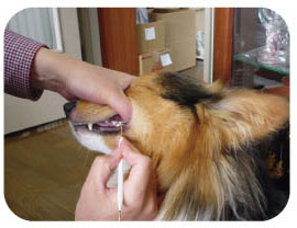 일본 마인드업 켄코케어 픽앤픽 (강아지 치아 이물질 제거) 한국대리점 신품