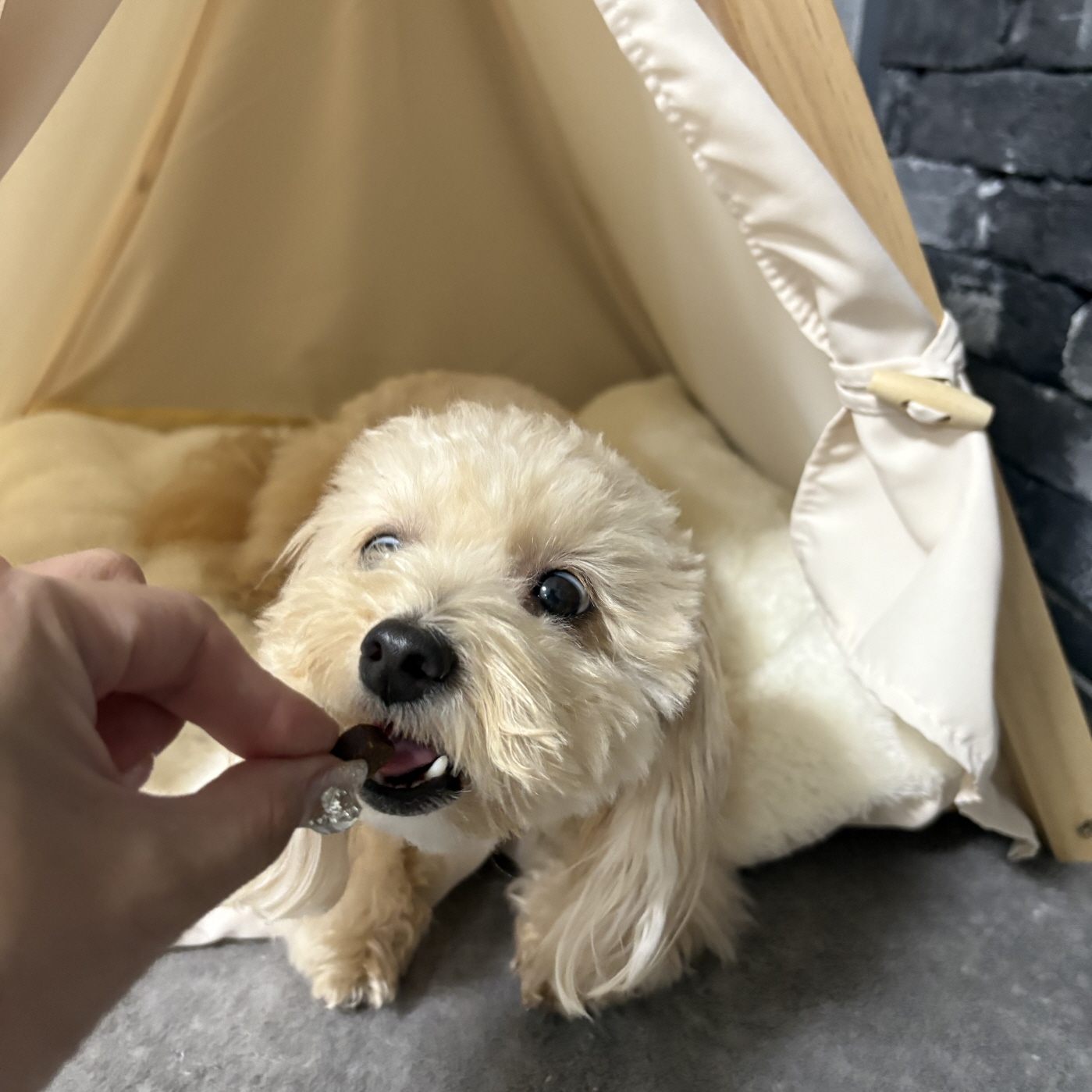 베트리온 강아지 관절 영양제 슬개골 조인트 어드밴스 100정, 1개