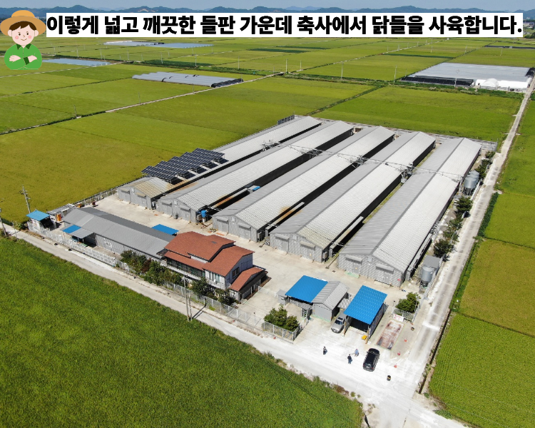 성우담은란 동물복지 무항생제 당일산란한 대추유정란 30구 이미지 7