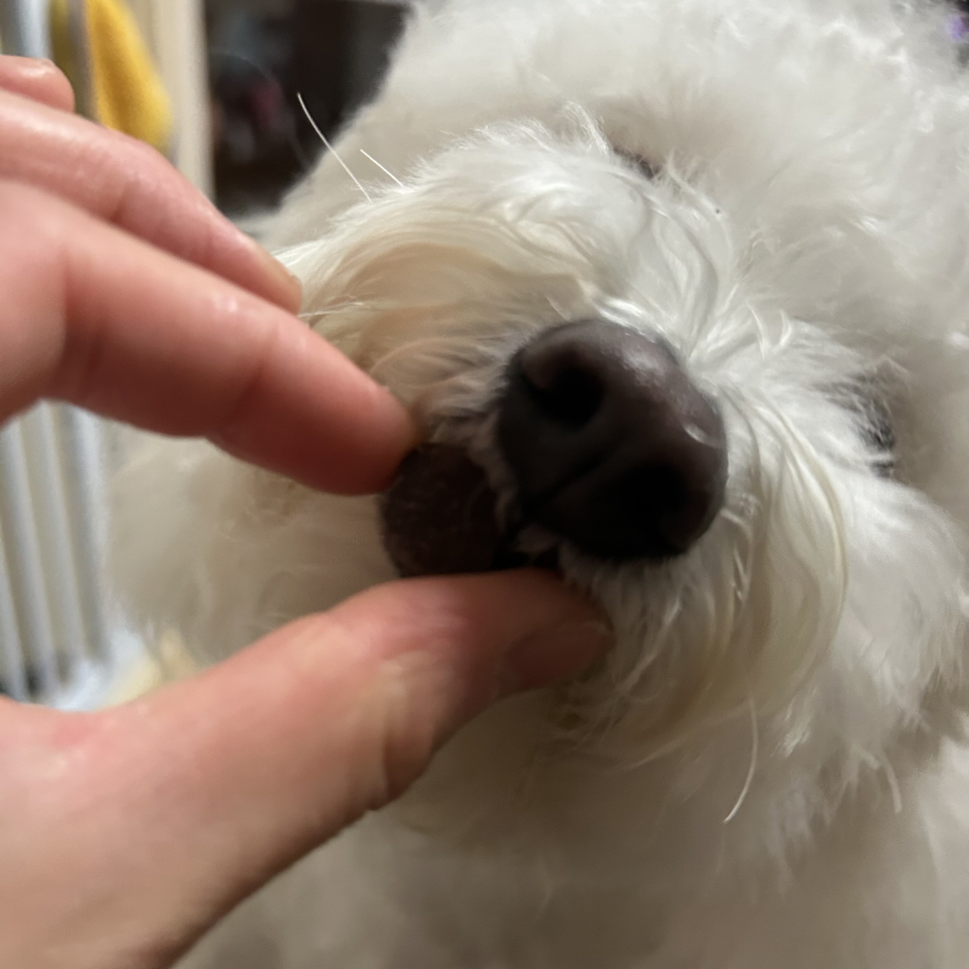 베트리온 강아지 관절 영양제 슬개골 조인트 어드밴스 100정, 1개