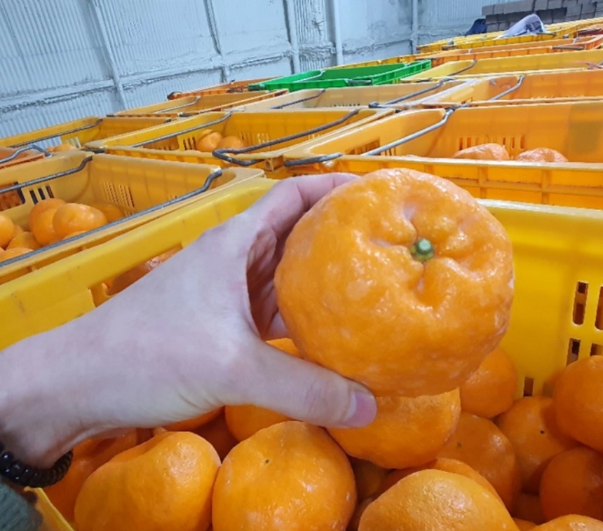 윈터프린스 환타맛 프리미엄 감귤 2.5kg - 상세 이미지 4