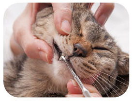 일본 마인드업 냥코케어 고양이 치석제거 스케일러 (고르지 않은 치아) 한국대리점 신품 - 상세 이미지 4