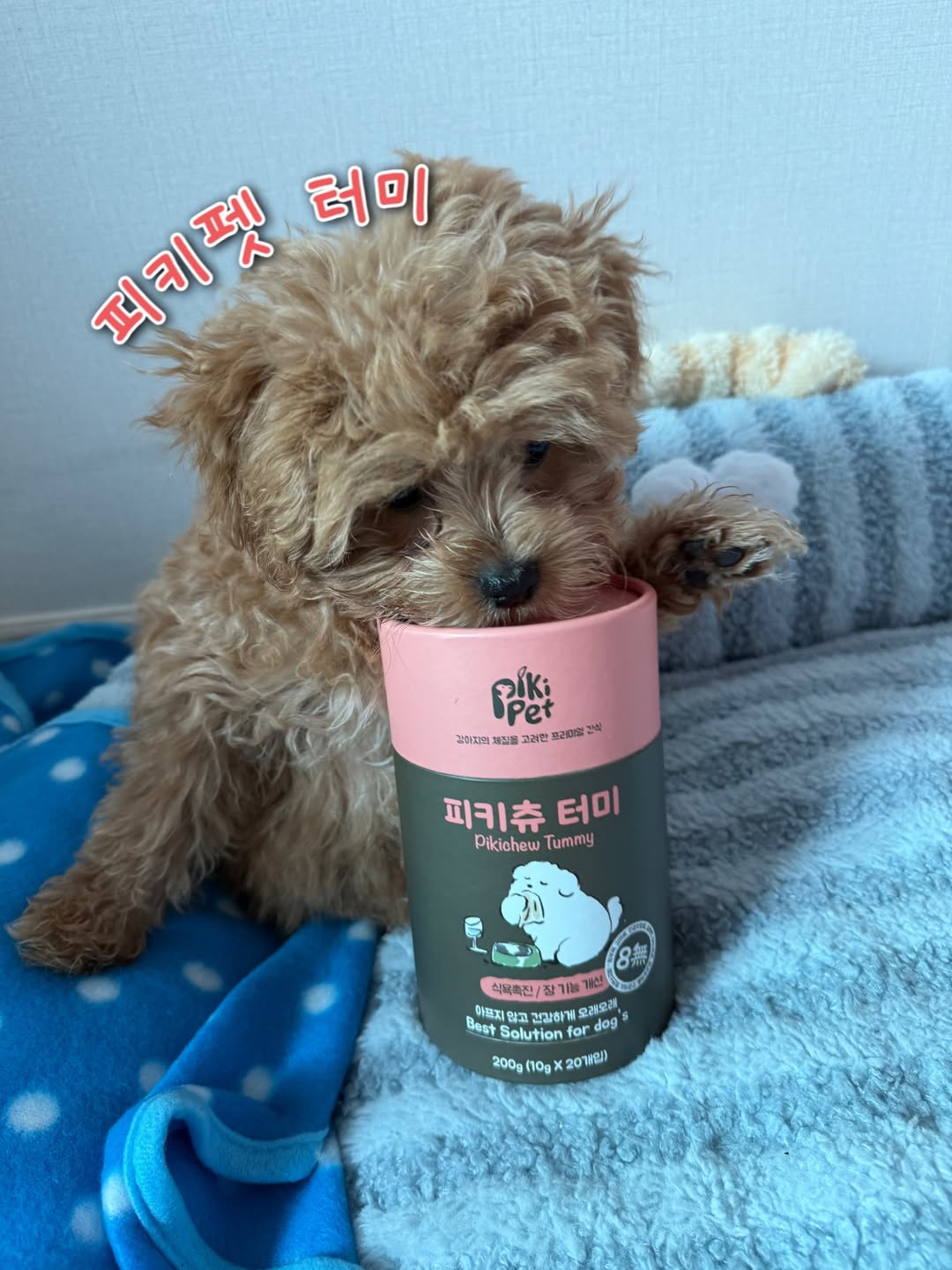피키펫 강아지 면역 강화 영양제 세트 발사탕 피부병 이미지 7