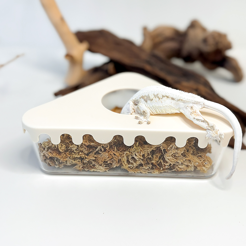 크레세오 치즈케이크 도마뱀 크레스티드 게코 크레 습식은신처 산란통 제품 이미지