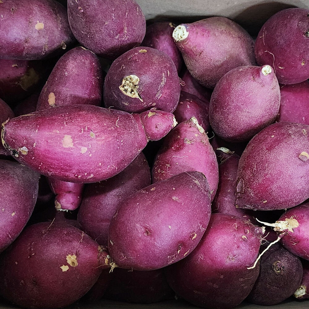 기똥찬 꿀 고구마