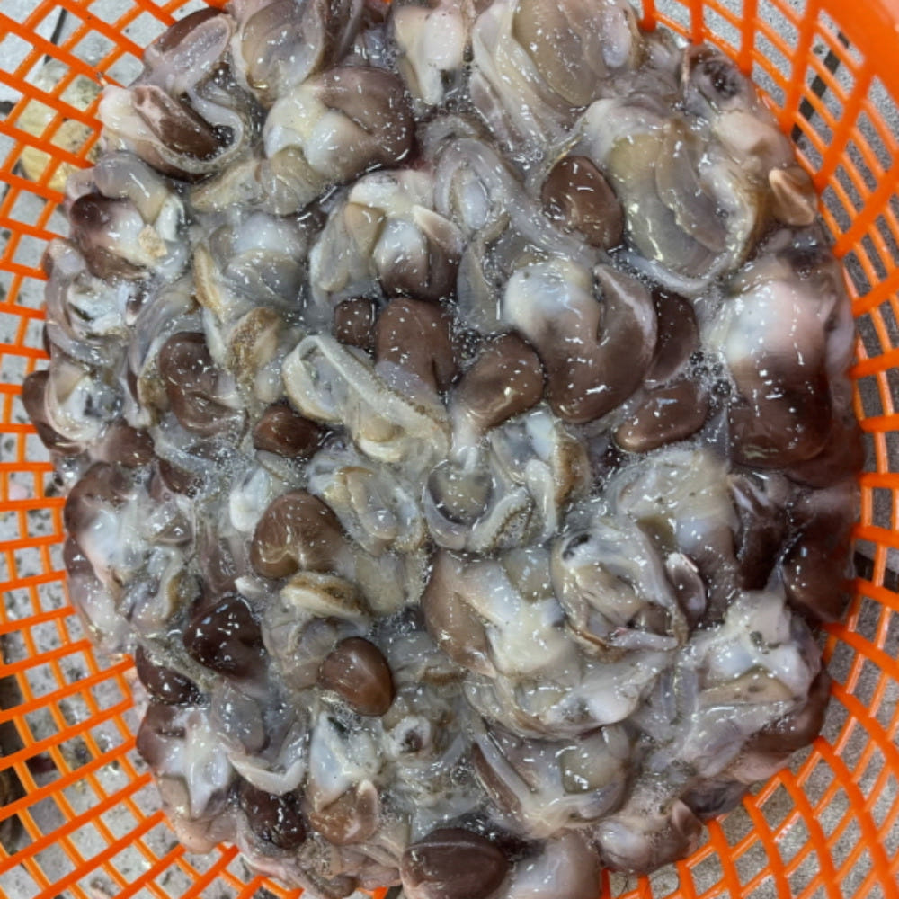 새조개 손질 이미지