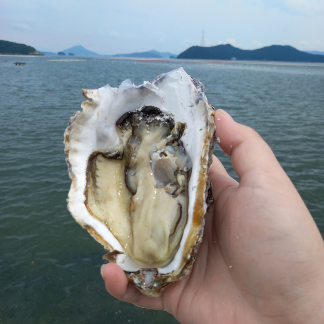 경남통영 자연산 벚굴 바위굴 삼배체굴 석화 1~10kg 산지직송 겨울진미 - 상세 이미지 2