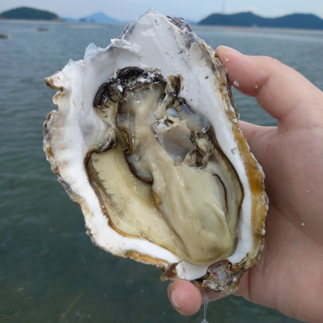 경남통영 자연산 벚굴 바위굴 삼배체굴 석화 1~10kg 산지직송 겨울진미 - 상품 이미지